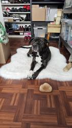 Reunited Female Dog last seen Del Mar Park, Aurora (6th and N Del Mar Circle), Aurora, CO 80011