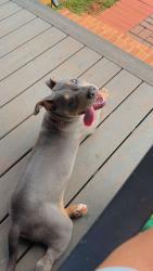 Lost Male Dog last seen Crossroads of Tillman Territory and Pheasant Rd, Greenwood County, SC 29666