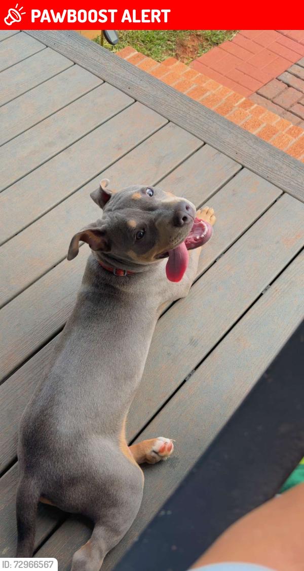 Lost Male Dog last seen Crossroads of Tillman Territory and Pheasant Rd, Greenwood County, SC 29666