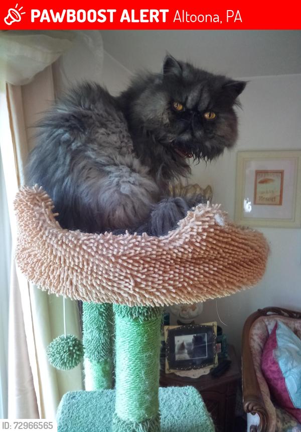 Lost Female Cat last seen Near Drexel Lane, near 1520 Princeton Road, Altoona, PA, Altoona, PA 16602