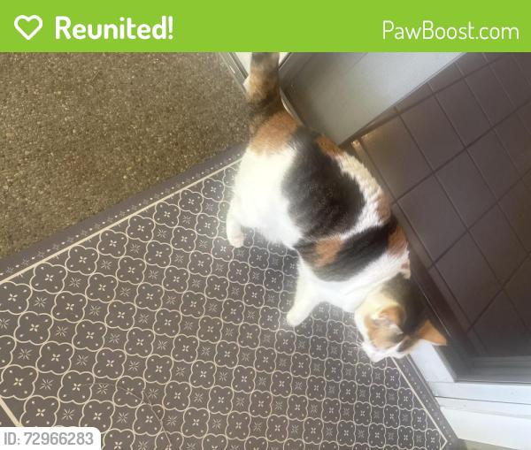 Reunited Female Cat last seen Danville, Danville, CA 94526