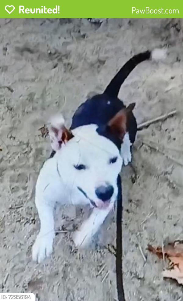 Reunited Male Dog last seen 8P4X+67, Bakersfield, CA 93311, USA, Bakersfield, CA 93311