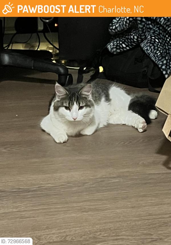 Found/Stray Female Cat last seen In the fire lane at university crossings, Charlotte, NC 28213