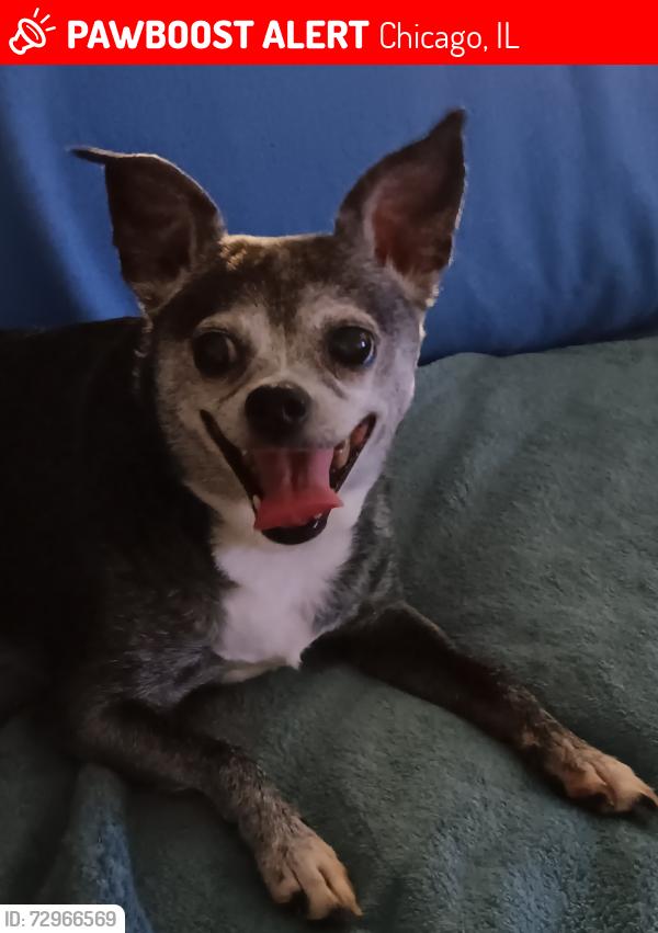 Lost Female Dog last seen Aberdeen and Racine, Chicago, IL 60643
