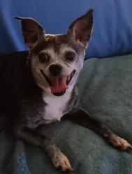 Lost Female Dog last seen Aberdeen and Racine, Chicago, IL 60643