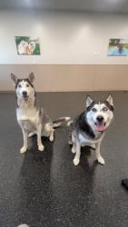 Lost Male Dog last seen Royalwood, Fishers, IN 46037