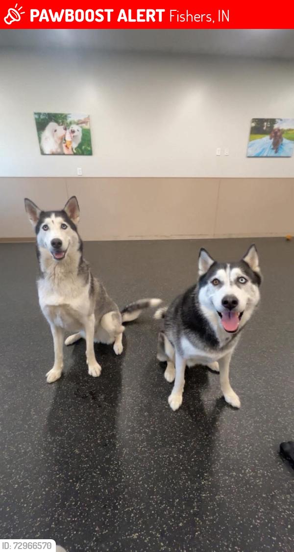 Lost Male Dog last seen Royalwood, Fishers, IN 46037