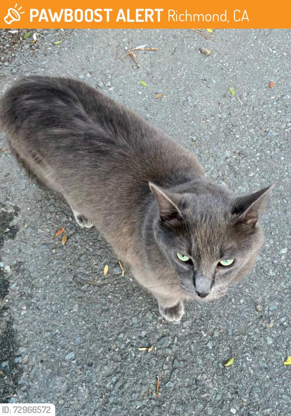 Found/Stray Female Cat last seen Aberdeen , Richmond, CA 94806
