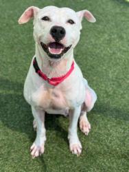 Shelter Stray Female Dog last seen Gastonia, NC , Gastonia, NC 28052