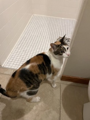 Shelter Stray Unknown Cat last seen Madison, WI , Madison, WI 53718