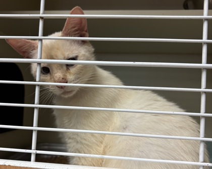 Shelter Stray Female Cat last seen Near Indian Creek Drive, 30021, GA, Atlanta, GA 30341