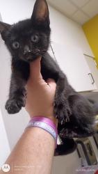 Shelter Stray Unknown Cat last seen Atlanta, GA 30331, Atlanta, GA 30336