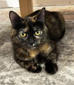 Shelter Stray Female Cat last seen blackhorse, Pamlico County, NC, 1639 Old Airport Rd, New Bern, NC 28562, USA