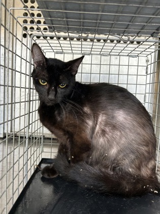 Shelter Stray Male Cat last seen Everman, TX 76140, Fort Worth, TX 76140