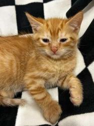 Shelter Stray Male Cat last seen Pamlico County, NC , New Bern, NC 28562