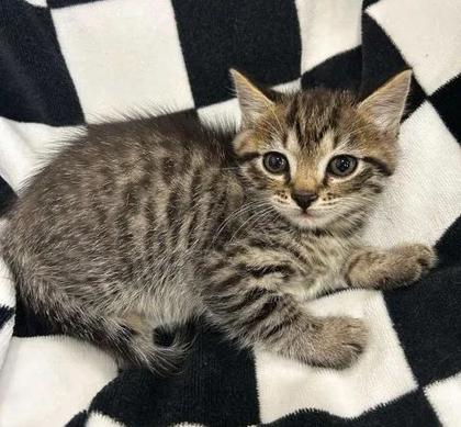 Shelter Stray Male Cat last seen blackhorse, Pamlico County, NC, 1639 Old Airport Rd, New Bern, NC 28562, USA