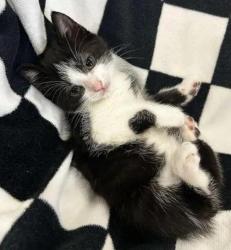 Shelter Stray Female Cat last seen Pamlico County, NC , New Bern, NC 28562