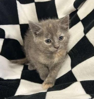 Shelter Stray Female Cat last seen blackhorse, Pamlico County, NC, 1639 Old Airport Rd, New Bern, NC 28562, USA