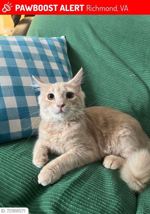 Lost Female Cat last seen Near hull street rd, and between Warwick rd near south side plaza , Richmond, VA 23224