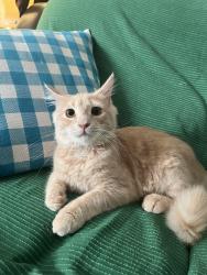 Lost Female Cat last seen Near hull street rd, and between Warwick rd near south side plaza , Richmond, VA 23224
