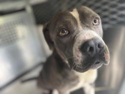 Shelter Stray Female Dog last seen Fort Worth, TX 76133, Fort Worth, TX 76119