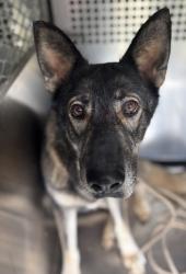 Shelter Stray Female Dog last seen Fort Worth, TX 76133, Fort Worth, TX 76119