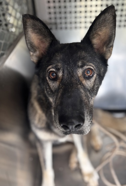 Shelter Stray Female Dog last seen Fort Worth, TX 76133, Fort Worth, TX 76119