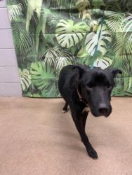 Shelter Stray Female Dog last seen Near Henry Thomas Rd, 29627, Anderson County, SC, Anderson, SC 29622