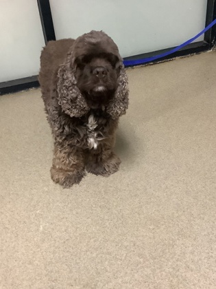 Shelter Stray Male Dog last seen Fort Worth, TX 76133, Fort Worth, TX 76119