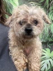 Shelter Stray Male Dog last seen Near Preston Dr, 29621, Anderson County, SC, Anderson, SC 29622