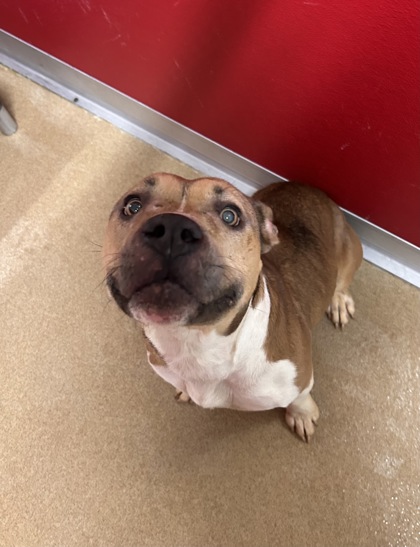 Shelter Stray Female Dog last seen Near Henry Thomas Rd, 29627, Anderson County, SC, Anderson, SC 29622