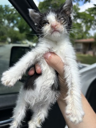 Shelter Stray Female Cat last seen Fort Worth, TX 76112, Fort Worth, TX 76119