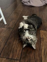 Reunited Male Cat last seen 70th and simms, Arvada, CO 80004