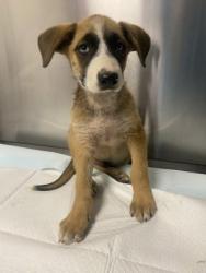 Shelter Stray Male Dog last seen S Valentine Ave & W Jensen Ave, Fresno Zone Fresno CO 3 93706, CA, Fresno, CA 93706