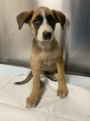 Shelter Stray Male Dog last seen S Valentine Ave & W Jensen Ave, Fresno Zone Fresno CO 3 93706, CA, Fresno, CA 93706