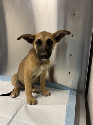 Shelter Stray Male Dog last seen S Valentine Ave & W Jensen Ave, Fresno Zone Fresno CO 3 93706, CA, Fresno, CA 93706