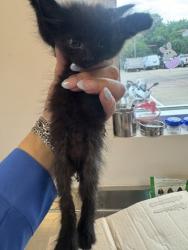 Shelter Stray Male Cat last seen Scyene & Hamden Ln, 75149, TX, Mesquite, TX 75149