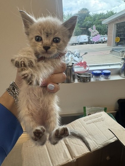 Shelter Stray Male Cat last seen Scyene & Hamden Ln, 75149, TX, Mesquite, TX 75149