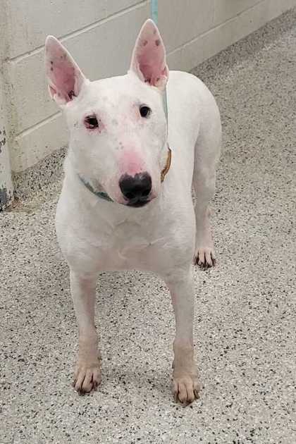 Shelter Stray Male Dog last seen Near E 105th St, 64131, MO, Kansas City, MO 64132