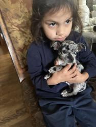 Lost Male Dog last seen 78th St and 88th Ave, Queens, NY 11421