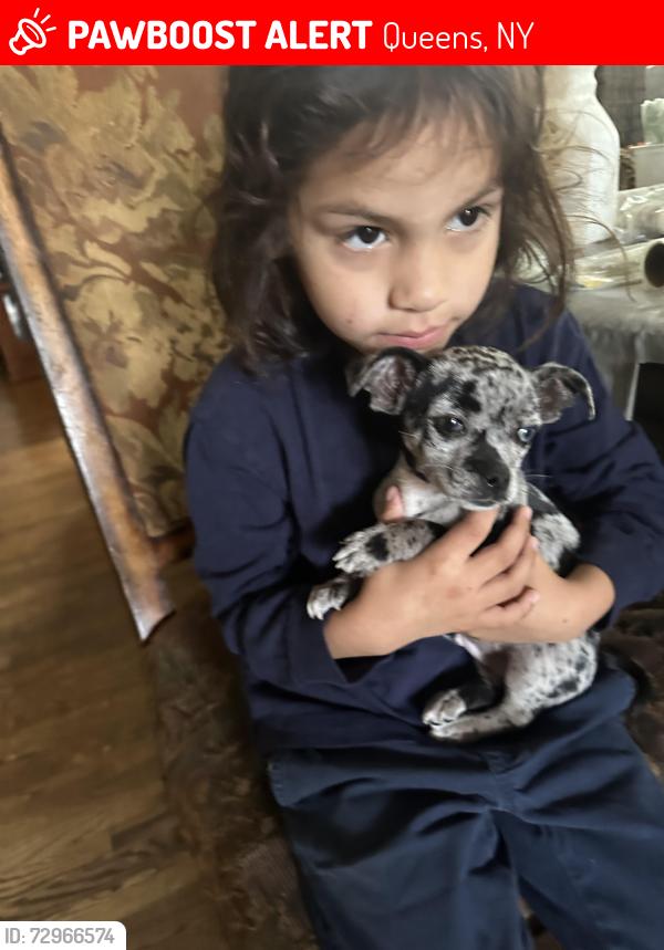 Lost Male Dog last seen 78th St and 88th Ave, Queens, NY 11421