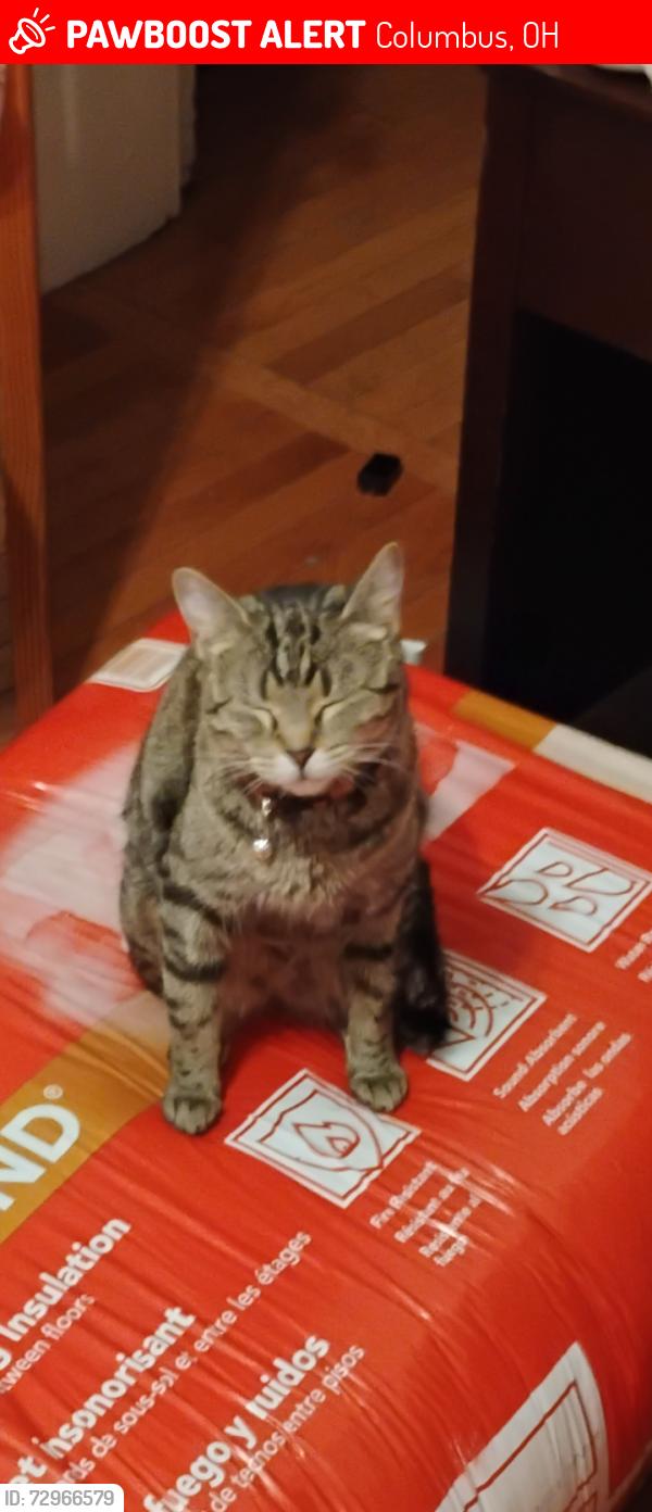 Lost Female Cat last seen high st, Columbus, OH 43201