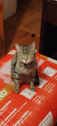 Lost Female Cat last seen high st, Columbus, OH 43201