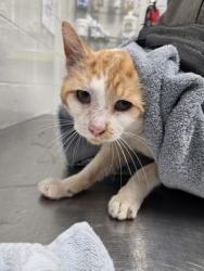 Shelter Stray Male Cat last seen Near Brookfield Ave - community cat, 21217, MD, Baltimore, MD 21230