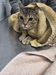 Shelter Stray Male Cat last seen Near Guilford Ave, 21218, MD, Baltimore, MD 21230