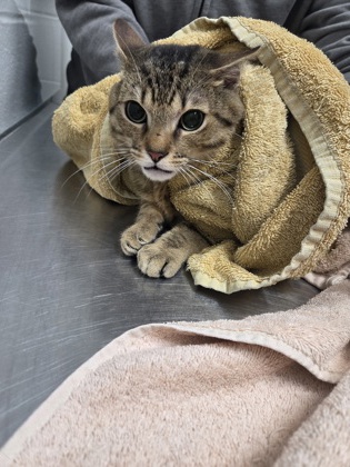 Shelter Stray Male Cat last seen Near Guilford Ave, 21218, MD, Baltimore, MD 21230