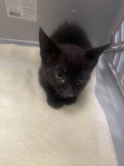 Shelter Stray Female Cat last seen Roseville, CA 95678, Roseville, CA 95678