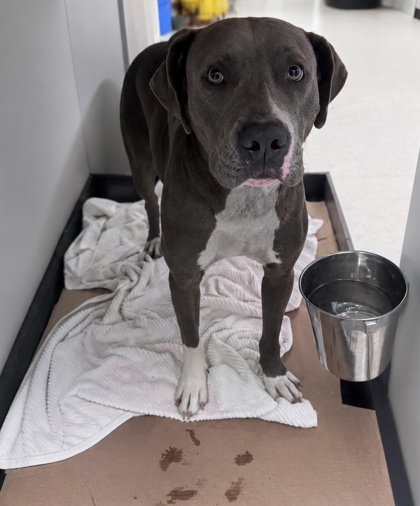 Shelter Stray Female Dog last seen Gulfport, MS , Gulfport, MS 39501