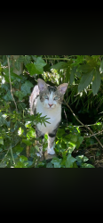 Lost Male Cat last seen Opposite the primary school, Hartley, England DA3 8BU