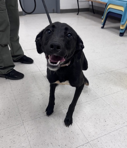 Shelter Stray Female Dog last seen Gulfport, MS , Gulfport, MS 39501